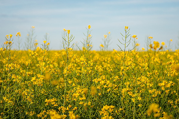 포토 JPG 해외이미지 식물 계절 꽃 컬러 백그라운드 밭 농업 자연 하늘 씨앗 사람없음 야외 초록색 농작물 태양 뷰티 농장 농경지 노란색 환경 봄 성장 벚꽃 시골 개화 닫기 유채 연료 밭일 카놀라 해외202310 해외포토 자연요소 산업 모션 생태계 파일형식