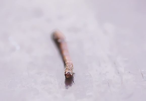 포토 JPG 해외이미지 모양 나무 식물 동물 곤충 잎 자연 건조 사람없음 목재 반려동물 뷰티 갈색 걷기 환경 나뭇가지 막대기 유령 숲 열대우림 생물학 변장 말레이시아 숨김 내추럴 생태학 숨기 이국적 초식 해외202310 해외포토 교육 아시아 컬러 컨셉 재료 모션 생태계 파일형식