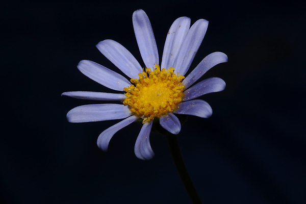 포토 JPG 해외이미지 식물 1 꽃잎 꽃 길 줄기 컬러 꽃다발 백그라운드 꽃무늬 패턴 데이트 자연 벽지 휴가 부활절 씨앗 풍경 사람없음 장식 초록색 여름 파란색 컬러풀 뷰티 정원 힘 봄 벚꽃 가을 신선 개화 자르기 배열 싱글 원예 데이지 장면 목각 내추럴 고립 해외202310 해외포토 계절 기념일 무늬 모션 취미 생태계 파일형식