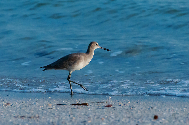 포토 JPG 해외이미지 동물 응시 야생동물 음식 바다 자연 조류 해변 사람없음 물 깃털 부리 동물상 수유 플로리다 해외202310 해외포토 자연요소 시선 조형물 미국 생태계 파일형식