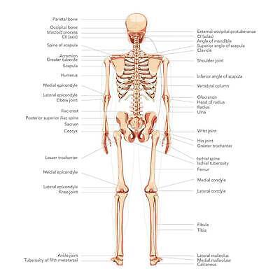 EPS 해외이미지 모델 손 여자 남자 과학 신체 일러스트 해부 뼈 골격 건강 사람 세트 약 머리 3D 인포그래픽 플랫 엉덩이 흉부 만화 수집 척추 생물학 시스템 팔 고립 궤 양발 해골모형 벡터 해외202310 해외일러스트 교육 의학 신체부위 모형 호흡기관 디지털합성 파일형식