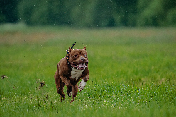 포토 JPG 해외이미지 동물 공원 행복 스포츠 셔츠 밭 포유류 모션 자연 놀이 건강 사람없음 야외 초록색 달리기 햇빛 뷰티 우주 정원 맑음 점프 검은색 경쟁 에너지 레이싱 잡기 개 유혹 강의 테리어 속도 호기심 사냥 사냥개 섬광 순간 순혈 해외202310 해외포토 레이스천 공공시설 감정 컬러 컨셉 상의 농업 날씨 시합 태양 직물 생태계 파일형식