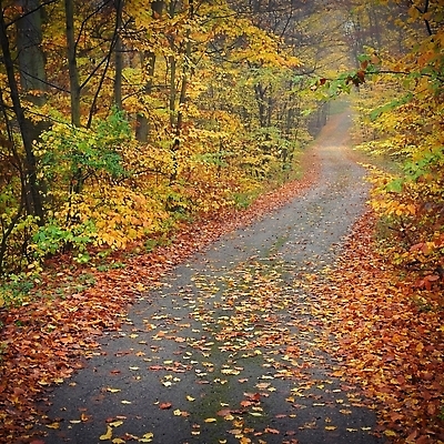 포토 JPG 해외이미지 나무 식물 계절 공원 도로 길 컬러 백그라운드 단풍 잎 오렌지 자연 날씨 풍경 사람없음 야외 빨간색 초록색 빛 컬러풀 햇빛 태양 뷰티 갈색 노란색 환경 활발 안개 가을 황금 숲 오솔길 11월 10월 내추럴 방법 뿌연 해외202310 해외포토 자연요소 공공시설 컨셉 과일 교통시설 날짜 생태계 파일형식