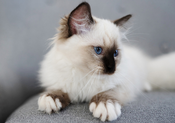 포토 JPG 해외이미지 한마리 엎드리기 사람없음 소파 랙돌 해외202310 해외포토 1 의자 모션 고양이 파일형식