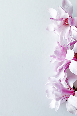 포토 JPG 해외이미지 식물 1 꽃 음식 줄기 분홍색 꽃다발 백그라운드 꽃무늬 자연 실내 사랑 사람없음 장식 햇빛 뷰티 머리 봄 낭만 벚꽃 흰색 개화 닫기 흰배경 유기농 부드러움 목련 고립 해외202310 해외포토 웰빙 계절 감정 컬러 컨셉 무늬 모션 내부 신체부위 태양 감각 생태계 파일형식