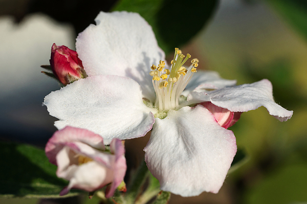 포토 JPG 해외이미지 나무 식물 계절 꽃잎 꽃 꽃무늬 자연 사람없음 야외 환경 정원 봄 성장 벚꽃 신선 개화 닫기 사과 과수원 관목 생태계 원예 내추럴 영원 해외202310 해외포토 무늬 농업 과일 모션 취미 파일형식