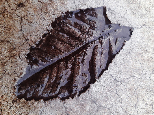 포토 JPG 해외이미지 식물 1 계절 공원 컬러 단풍 잎 자연 벽지 사람없음 야외 그래픽 회색 가을 정사각형 시멘트 내추럴 해외202310 해외포토 도형 공공시설 생태계 파일형식