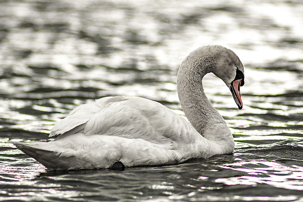 포토 JPG 해외이미지 동물 1 실루엣 호수 야생동물 바다 백그라운드 날개 자연 조류 생물 사람없음 야외 옆모습 장식 물 강 뷰티 평화 수영 침묵 낭만 흰색 연못 우아함 심볼 깃털 부리 백조 스카이라인 수평선 해외202310 해외포토 자연요소 뷰포인트 컬러 컨셉 촬영기법 소리 수상스포츠 생태계 파일형식