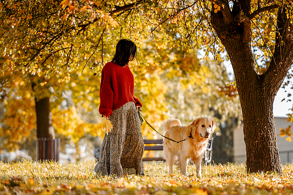 포토 JPG 해외이미지 나무 동물 백인 라이프스타일 계절 공원 여자 행복 잎 오렌지 포유류 자연 놀이 사랑 한명 미소 성인 야외 반려동물 뷰티 노란색 우정 산책 기쁨 가을 황금 개 골든리트리버 리트리버 래브라도리트리버 순혈 해외202310 해외포토 서양인 식물 1 공공시설 감정 컬러 과일 휴식 표정 사람 생활 친구 생태계 파일형식