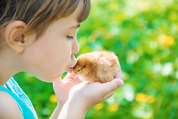 포토 JPG 해외이미지 한마리 여자 어린이 병아리 한명 들기 상반신 야외 옆모습 소녀한명만 해외202310 해외포토 1 뷰포인트 모션 조류 사람 여자한명만 소녀만 파일형식