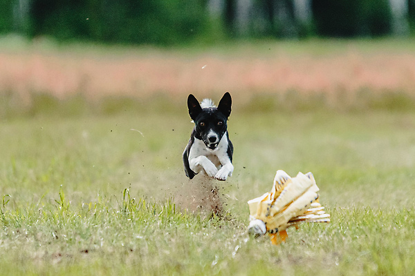 포토 JPG 해외이미지 동물 공원 행복 스포츠 셔츠 밭 포유류 모션 자연 놀이 건강 사람없음 야외 초록색 달리기 햇빛 뷰티 우주 정원 맑음 점프 검은색 경쟁 에너지 레이싱 잡기 개 유혹 강의 테리어 속도 호기심 사냥 사냥개 섬광 순간 순혈 해외202310 해외포토 레이스천 공공시설 감정 컬러 컨셉 상의 농업 날씨 시합 태양 직물 생태계 파일형식