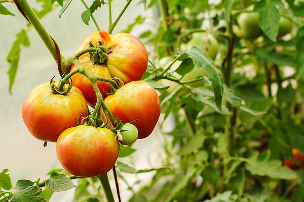 포토 JPG 해외이미지 식물 음식 잎 농업 토마토 채소 과일 자연 건강 사람없음 초록색 농장 정원 성장 나뭇가지 신선 다발 유기농 날것 포도나무 내추럴 온실 채식주의자 해외202310 해외포토 나무 웰빙 산업 컬러 과일나무 생태계 채식 파일형식