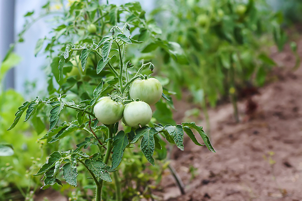 포토 JPG 해외이미지 식물 계절 꽃 산업 음식 줄기 컬러 백그라운드 잎 농업 토마토 채소 과일 자연 건강 사람없음 빨간색 초록색 여름 농작물 농장 노란색 정원 수확 성장 나뭇가지 시골 신선 맛 다발 유기농 원예 비타민 내추럴 밭일 숙성 온실 채식주의자 해외202310 해외포토 나무 웰빙 컨셉 취미 생태계 채식 영양소 파일형식