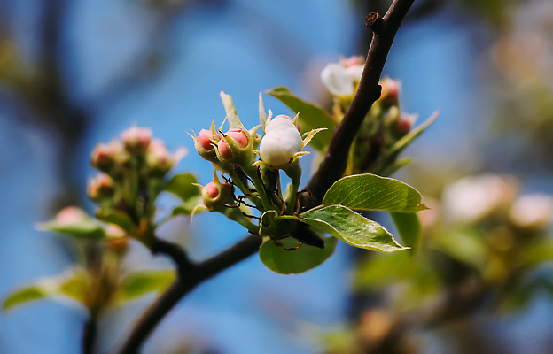 포토 JPG 해외이미지 나무 식물 계절 꽃잎 꽃 분홍색 컬러 백그라운드 잎 꽃무늬 과일 자연 하늘 새로움 사람없음 야외 초록색 파란색 빛 햇빛 뷰티 정원 맑음 봄 성장 벚꽃 흰색 나뭇가지 신선 개화 사과 4월 5월 묘사 원예 부드러움 내추럴 해외202310 해외포토 컨셉 무늬 날씨 취미 태양 감각 날짜 생태계 파일형식