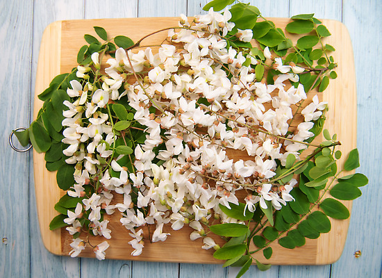 포토 JPG 해외이미지 나무 식물 꽃 길 줄기 컬러 백그라운드 잎 꽃무늬 재료 자연 건강 사람없음 초록색 빛 약 정원 검은색 봄 벚꽃 흰색 나뭇가지 개화 차 맛 숲 자르기 허브 향신료 유기농 메뚜기 아카시아 거짓 고립 해외202310 해외포토 웰빙 계절 음료 곤충 컨셉 무늬 의학 모션 생태계 향미료 파일형식