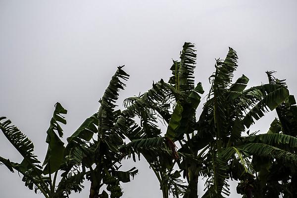 포토 JPG 해외이미지 나무 식물 계절 음식 잎 자연 하늘 바람 사람없음 야외 초록색 파란색 환경 정원 맑음 껍질 나뭇가지 신선 내추럴 해외202310 해외포토 자연요소 컬러 날씨 생태계 파일형식