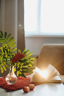 포토 JPG 해외이미지 계절 열매 꽃 컨셉 잎 의자 자연 탁자 휴식 아파트 주택 실내 사람없음 내부 장식 책 빨간색 빛 독서 햇빛 꽃병 방 벚꽃 시골 직물 사과 9월 배열 읽기 리빙 10월 내추럴 구성 단절 숙성 정물화 스타일 해외202310 해외포토 식물 컬러 가구 과일 모션 건물 태양 날짜 그림 생태계 파일형식