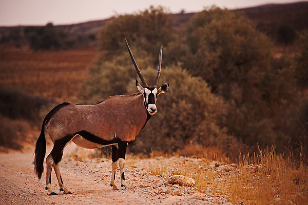 포토 JPG 해외이미지 동물 공원 야생동물 모래 여행 포유류 아프리카 자연 초식동물 건조 뿔 사람없음 야외 물 뷰티 환경 사막 황무지 보호 모래언덕 사파리 생태계 생물학 영양 서식지 남쪽 내추럴 가젤 생태학 전국 칼라하리 해외202310 해외포토 자연요소 공공시설 교육 나라 컨셉 방향 언덕 파일형식