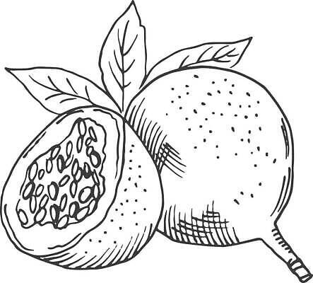 EPS 해외이미지 식물 손 음식 조각 섬 백그라운드 잎 과일 일러스트 자연 디저트 멕시코 건강 요리 미술 그래픽 수확 신선 달콤 맛 스케치 심볼 그림 유기농 날것 판화 내추럴 떠남 숙성 이국적 채식주의자 하와이인 벡터 해외202310 해외일러스트 외국인 웰빙 컨셉 북아메리카 농업 모션 문화예술 신체부위 생태계 채식 파일형식