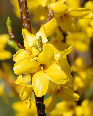 포토 JPG 해외이미지 식물 계절 꽃잎 꽃 꽃무늬 자연 풍경 사람없음 야외 노란색 환경 정원 봄 성장 벚꽃 신선 개화 닫기 관목 생태계 원예 화단 내추럴 영원 해외202310 해외포토 나무 컬러 무늬 모션 취미 파일형식