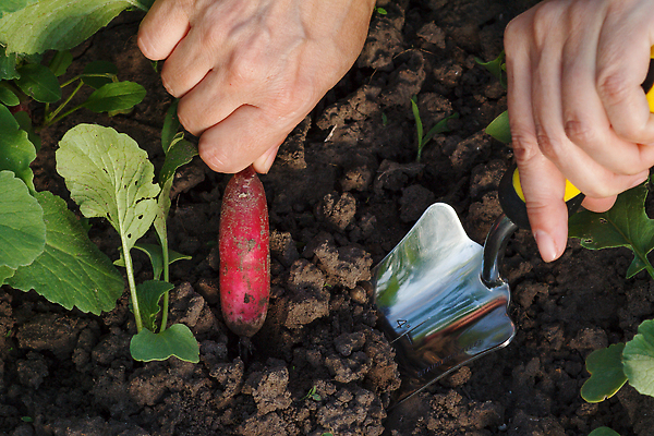 포토 JPG 해외이미지 식물 손 음식 농업 자연 건강 손잡이 사람없음 빨간색 초록색 금속 정원 농사 흙 봄 장비 수확 껍질 기구 공구 신선 업무 상품 작음 모종삽 삽 국자 유기농 원예 주걱 내추럴 땅파기 목록 숙성 실행 철강 총각무 하드웨어 해외202310 해외포토 웰빙 계절 산업 컬러 재질 주방용품 취미 신체부위 컴퓨터 도구 작업 크기 무 생태계 파일형식