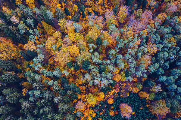 포토 JPG 해외이미지 나무 공원 백그라운드 잎 자연 안테나 풍경 사람없음 야외 목재 초록색 컬러풀 노란색 환경 맑음 가을 시골 황금 정상 숲 내추럴 항공촬영 드론 삼림지대 조감도 해외202310 해외포토 식물 계절 공공시설 뷰포인트 컬러 재료 통신 날씨 생태계 파일형식