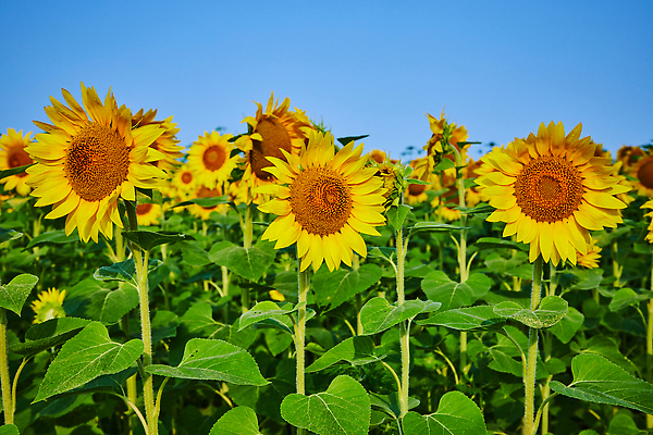 포토 JPG 해외이미지 주간 식물 꽃 밭 자연 하늘 해바라기 사람없음 초록색 파란색 노란색 맑음 해외202310 해외포토 자연요소 컬러 농업 날씨 생태계 파일형식