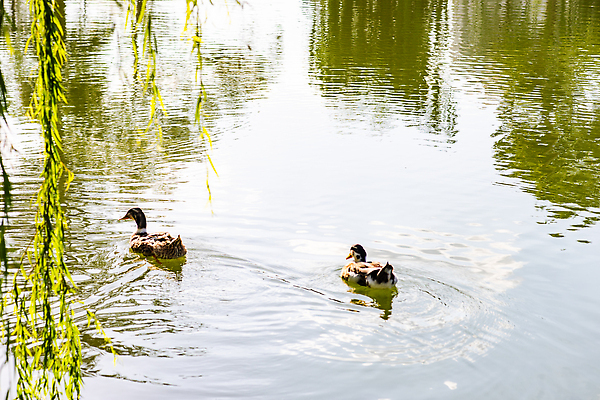포토 JPG 해외이미지 동물 공원 호수 조류 휴식 오리 사람없음 물 여름 정원 수영 연못 조지아 해외202310 해외포토 자연요소 계절 공공시설 컨셉 수상스포츠 동유럽 파일형식
