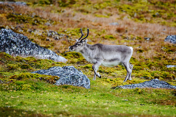 포토 JPG 해외이미지 동물 야생동물 여행 백그라운드 겨울 포유류 자연 사슴 뿔 노르웨이 핀란드 사람없음 야외 파란색 흰색 북극 북쪽 알래스카 내추럴 그린란드 순록 스칸디나비아 해외202310 해외포토 계절 유럽 컬러 섬 북유럽 덴마크 미국 극지방 방향 생태계 파일형식