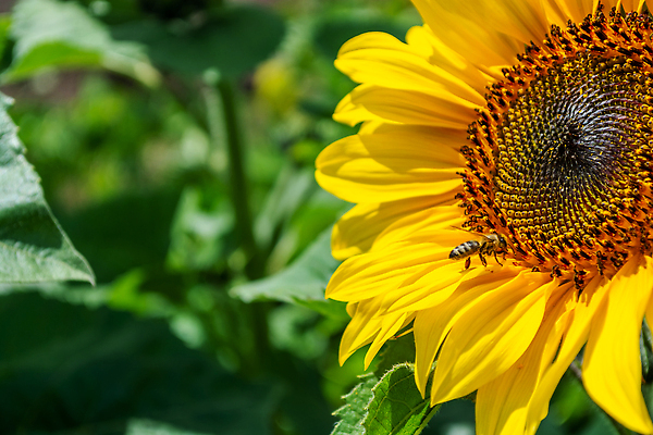 포토 JPG 해외이미지 식물 동물 배너 꽃잎 꽃 야생동물 곤충 백그라운드 잎 꽃무늬 밭 농업 날개 자연 해바라기 사람없음 가로 초록색 여름 컬러풀 뷰티 노란색 정원 맑음 성장 벚꽃 작업 개화 꿀벌 큼 수분 벌 수집 유기농 꽃가루 꿀 내추럴 생태학 카피스페이스 해외202310 해외포토 웰빙 계절 교육 산업 컬러 무늬 날씨 공백 벌_곤충 크기 가루 생태계 파일형식
