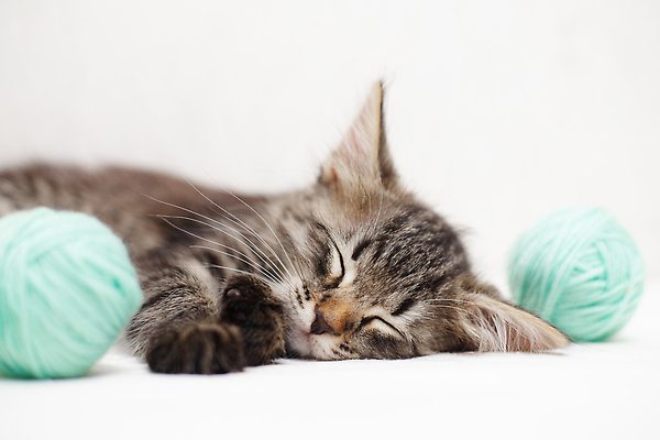 포토 JPG 해외이미지 동물 응시 줄 백그라운드 장난 공 포유류 놀이 영국 수염 털 사람없음 파란색 반려동물 장난감 뷰티 고양이 줄무늬 회색 흰색 아기 실 작음 호기심 얼룩무늬 솜털 실뭉치 양모 거짓말 고립 기르기 순혈 해외202310 해외포토 시선 감정 유럽 컬러 컨셉 무늬 사람 직물 크기 돌봄 파일형식