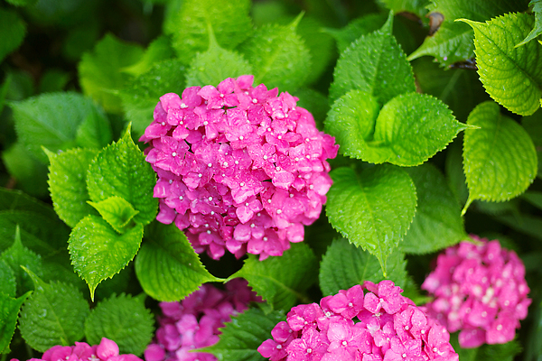 포토 JPG 해외이미지 식물 계절 꽃잎 꽃 분홍색 컬러 백그라운드 꽃무늬 자연 사람없음 뷰티 정원 봄 벚꽃 신선 개화 닫기 소프트포커스 다발 원예 수국 내추럴 블러 해외202310 해외포토 무늬 모션 촬영기법 취미 생태계 파일형식