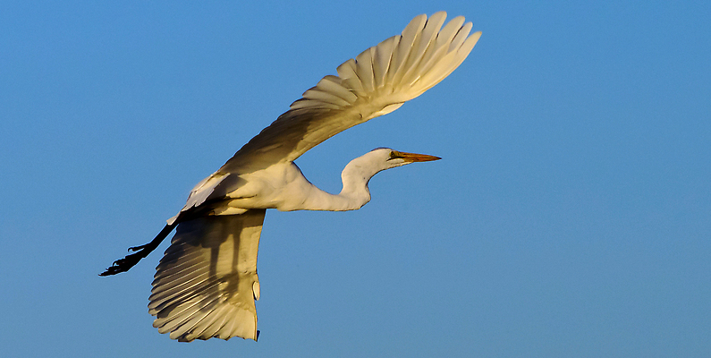 포토 JPG 해외이미지 동물 척추동물 야생동물 자연 조류 국립공원 사람없음 야외 뷰티 환경 다양 보호 깃털 환경보전 생태계 생물학 부리 보츠와나 보호구역 생태학 해외202310 해외포토 공원 교육 다수 컨셉 사회이슈 구역 파일형식