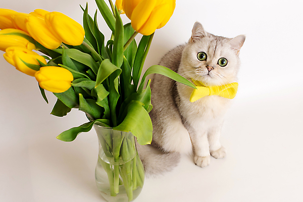 포토 JPG 해외이미지 무료이미지 리본 나비넥타이 사람없음 반려동물 노란색 꽃병 고양이 튤립 해외202310 해외포토 동물 꽃 컬러 포유류 넥타이 파일형식 무료콘텐츠