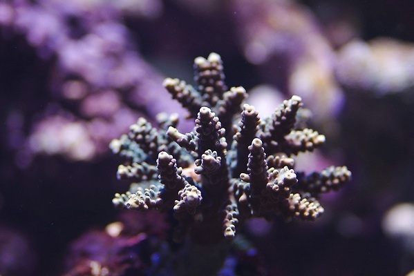 포토 JPG 해외이미지 사람없음 수중 산호 수족관 소금물 해외202310 해외포토 자포동물 파일형식