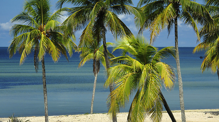 포토 JPG 해외이미지 나무 모래 바다 섬 여행 자연 휴가 휴식 항해 손바닥 풍경 사람없음 가로 물 여행객 미국 고요 쿠바 카리브해 해외202310 해외포토 자연요소 식물 손 컨셉 북아메리카 배_교통 사람 중앙아메리카 생태계 파일형식