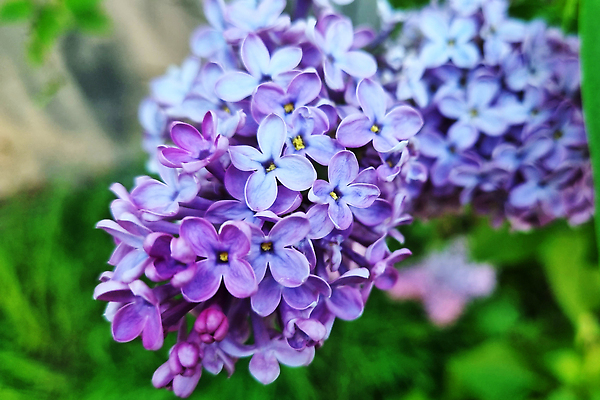 포토 JPG 해외이미지 나무 식물 계절 꽃잎 꽃 분홍색 컬러 꽃다발 백그라운드 잎 꽃무늬 밭 자연 사람없음 야외 초록색 여름 햇빛 뷰티 머리 정원 보라색 봄 성장 벚꽃 나뭇가지 신선 개화 다발 제비꽃 순수 원예 향기 심플 라일락 내추럴 해외202310 해외포토 컨셉 무늬 농업 취미 신체부위 태양 생태계 냄새 파일형식