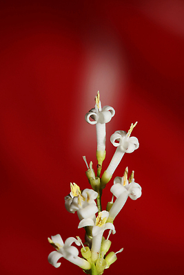 포토 JPG 해외이미지 식물 계절 공원 열매 꽃 야생동물 줄기 백그라운드 단풍 낙엽 꽃무늬 과일 자연 벽지 사람없음 야외 초록색 환경 정원 검은색 젖음 가을 흰색 물방울 나뭇가지 신선 매끈함 관목 순수 원예 광택 내추럴 생태학 숙성 아르메니아 해외202310 해외포토 나무 동물 공공시설 교육 컬러 컨셉 잎 무늬 취미 감각 생태계 파일형식