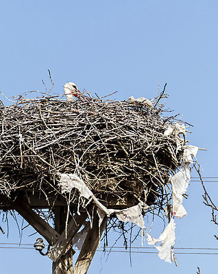 포토 JPG 해외이미지 동물 남자 야생동물 백그라운드 자연 조류 사람없음 야외 물 강 습기 아기 둥지 지역 내추럴 황새 해외202310 해외포토 자연요소 사람 생태계 파일형식
