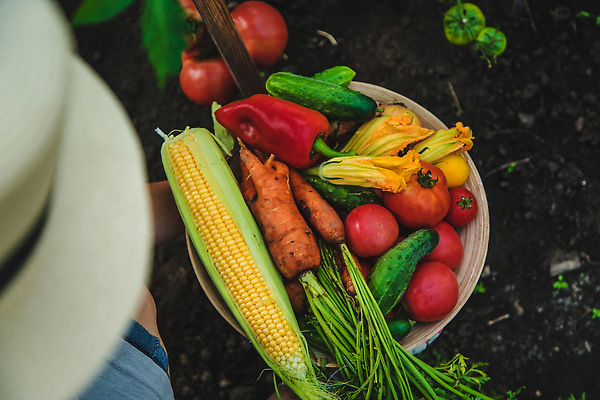 포토 JPG 해외이미지 식물 손 배너 음식 백그라운드 밭 농업 토마토 채소 자연 건강 사람 사람없음 야외 빨간색 초록색 여름 농작물 상자 농장 정원 당근 수확 성장 가을 신선 잡기 시장 농부 상추 나무상자 수집 먹기 가득함 유기농 원예 날것 내추럴 바이오 밭일 숙성 원예사 채식주의자 카피스페이스 해외202310 해외포토 직업 웰빙 계절 산업 컬러 모션 뿌리채소 취미 신체부위 공백 생태계 채식 파일형식
