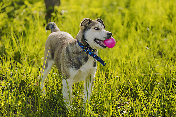 포토 JPG 해외이미지 행복 공 놀이 사람없음 야외 산책 잡초 개 목줄 해외202310 해외포토 식물 감정 포유류 휴식 파일형식 반려용품