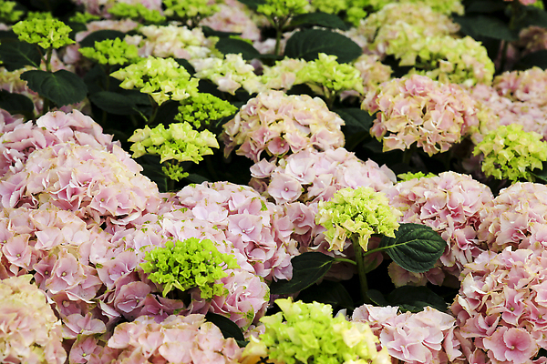 포토 JPG 해외이미지 식물 계절 꽃잎 꽃 분홍색 백그라운드 잎 꽃무늬 자연 선물 풍경 사람없음 야외 장식 빛 컬러풀 뷰티 장미 귀여움 정원 보라색 봄 낭만 벚꽃 흰색 나뭇가지 축하 신선 우아함 6월 다발 제비꽃 관목 묘사 원예 질감 부드러움 수국 내추럴 파스텔톤 해외202310 해외포토 나무 컬러 컨셉 무늬 취미 감각 날짜 생태계 파일형식