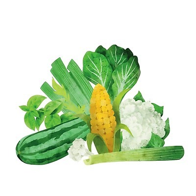 EPS 해외이미지 잎 일러스트 옥수수 사람없음 유기농 손그림 샐러리 컬리플라워 비건 해외202310 해외일러스트 식물 웰빙 채소 곡류 브로콜리 채식주의자 파일형식 벡터