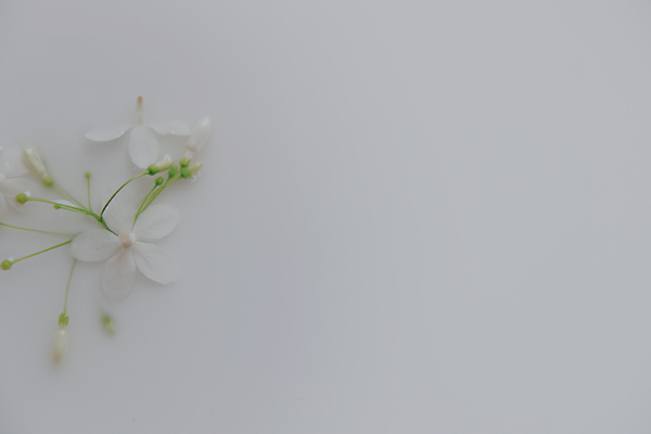 포토 JPG 해외이미지 식물 계절 꽃잎 꽃 백그라운드 컨셉 꽃무늬 휴식 사람없음 뷰티 스파 고요 목욕 봄 공백 우유 벚꽃 흰색 우아함 소중 묘사 피부관리 유기농 아로마테라피 내추럴 카피스페이스 해외202310 해외포토 웰빙 컬러 무늬 유제품 청결 테라피 파일형식