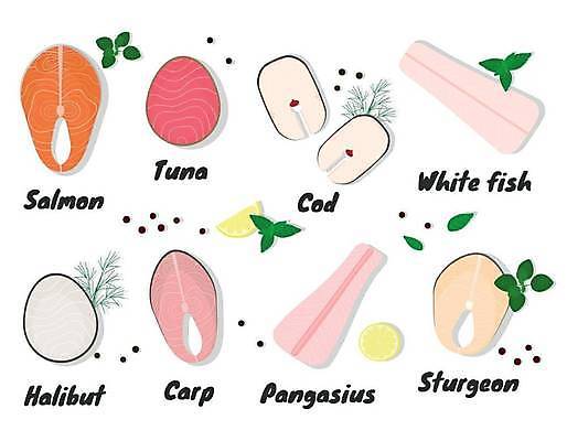 EPS 해외이미지 무료이미지 음식 일러스트 어류 스테이크 사람없음 참치 해산물 향신료 날것 연어 토막 해외202310 해외일러스트 서양음식 수중동물 향미료 파일형식 벡터