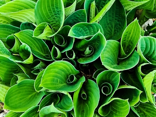 포토 JPG 해외이미지 식물 계절 공원 꽃 컬러 백그라운드 잎 패턴 농업 자연 추상 건강 사람없음 야외 장식 초록색 여름 뷰티 환경 정원 봄 성장 신선 닫기 백합 큼 묘사 유기농 원예 질감 녹색배경 정맥 내추럴 영원 해외202310 해외포토 웰빙 공공시설 산업 무늬 모션 취미 크기 생태계 혈관 파일형식