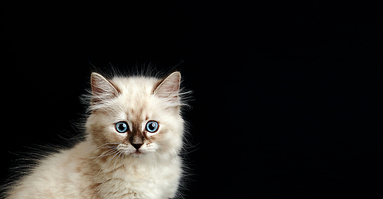 포토 JPG 해외이미지 한마리 응시 검은배경 사람없음 네바마스커레이드 해외202310 해외포토 1 시선 백그라운드 검은색 고양이 파일형식