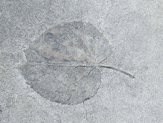 포토 JPG 해외이미지 식물 1 계절 공원 컬러 단풍 잎 자연 벽지 사람없음 야외 그래픽 회색 가을 정사각형 시멘트 내추럴 해외202310 해외포토 도형 공공시설 생태계 파일형식