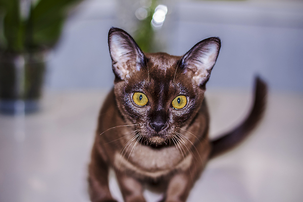 포토 JPG 해외이미지 응시 사람없음 갈색 귀여움 고양이 해외202310 해외포토 시선 컬러 컨셉 포유류 반려동물 파일형식