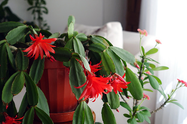 포토 JPG 해외이미지 식물 꽃 분홍색 컬러 잎 크리스마스 겨울 꽃무늬 자연 선인장 사람없음 초록색 벚꽃 개화 분재 다육식물 해외202310 해외포토 나무 계절 기념일 무늬 생태계 파일형식